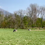 ニセコ 高橋牧場|牧場の風に包まれながら牛との触れ合いを