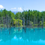 青い池|水面が青く見える神秘的な池