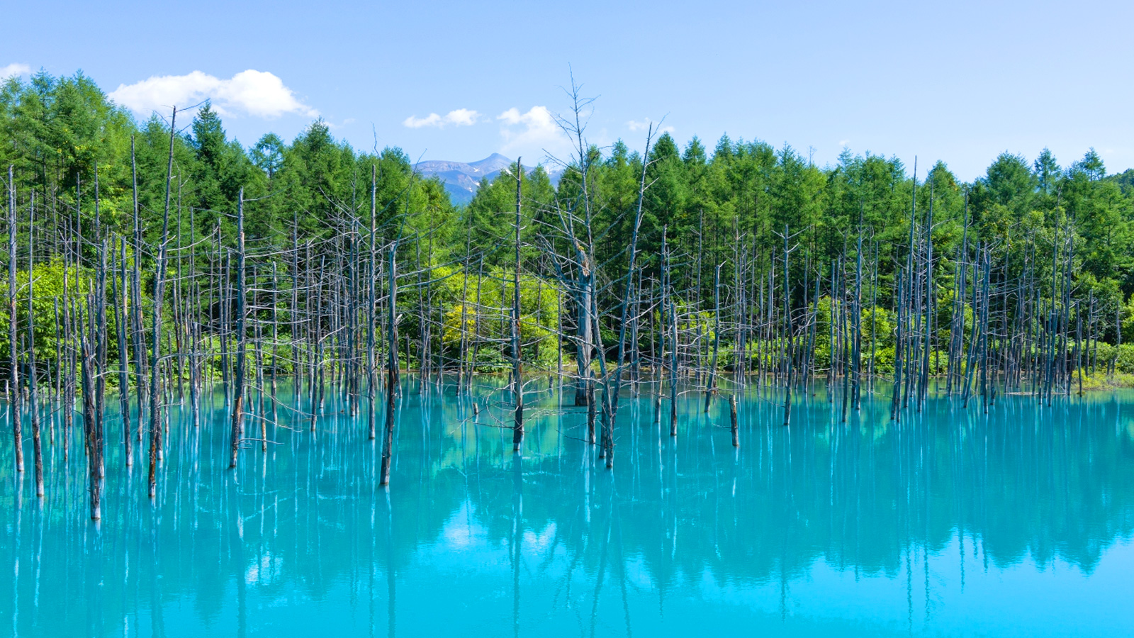青い池｜水面が青く見える神秘的な池