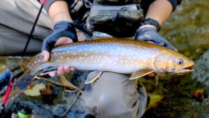 大野川｜エゾイワナ釣りを楽しもう
