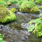 大雪旭岳源水公園|幻想的な苔むす清流