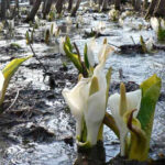 清川水芭蕉園｜カムイと共に生きる上川町
