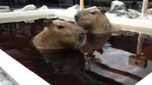 番屋の湯｜カピバラがお迎えしてくれる石狩の天然温泉