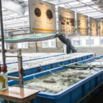 ウニ種苗生産センター｜利尻島