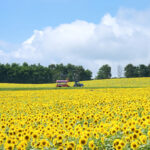 およそ200万本のヒマワリが咲き誇る|ひまわりの里