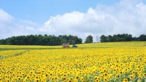 およそ200万本のヒマワリが咲き誇る|ひまわりの里